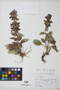 Penstemon monoensis image