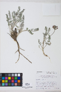 Astragalus malacus image