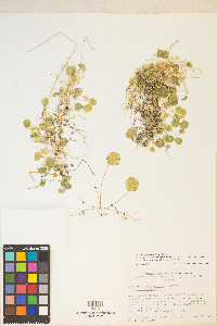 Hydrocotyle verticillata image