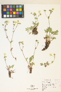 Potentilla diversifolia image