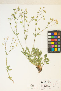 Potentilla diversifolia image