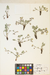 Potentilla multisecta image