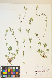 Potentilla diversifolia var. diversifolia image