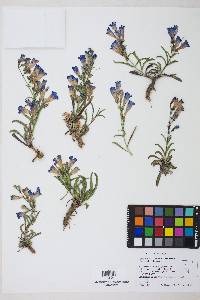 Penstemon leiophyllus var. francisci-pennellii image