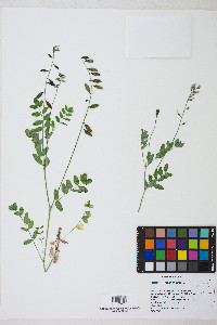 Astragalus robbinsii var. occidentalis image