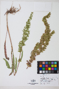 Rumex stenophyllus image