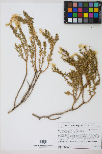 Ericameria cuneata image