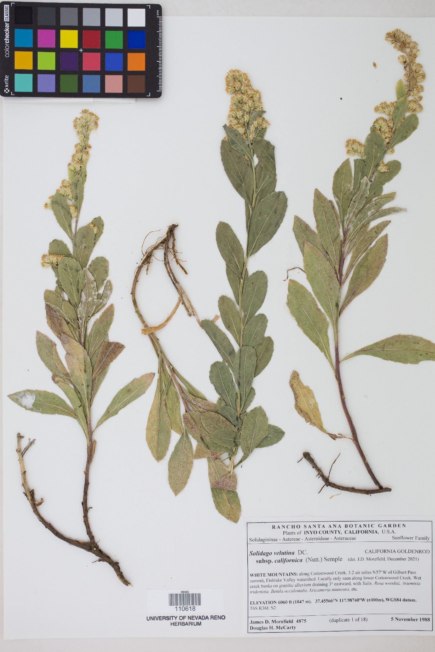 Solidago californica image