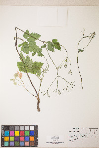 Osmorhiza depauperata image