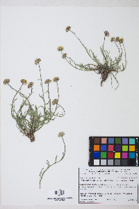 Erigeron eatonii image