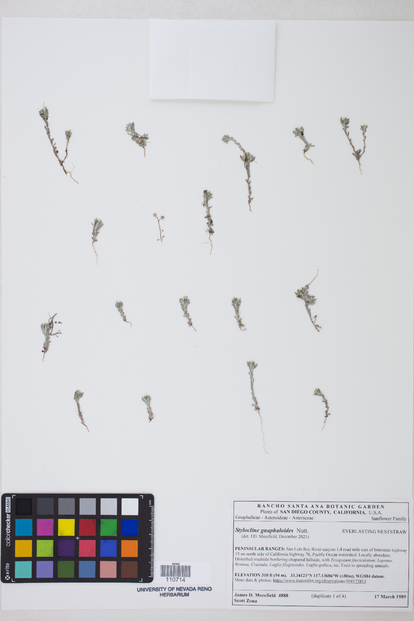 Stylocline gnaphaloides image