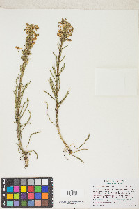 Pedicularis crenulata image