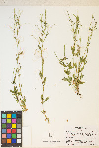 Epilobium halleanum image