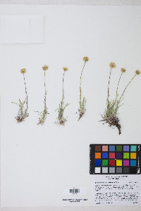 Erigeron linearis image
