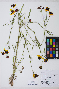 Coreopsis tinctoria image