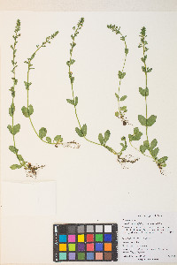 Veronica serpyllifolia var. serpyllifolia image