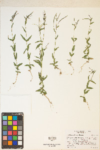 Epilobium halleanum image