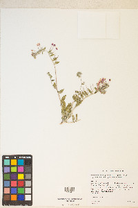 Eremothera boothii image