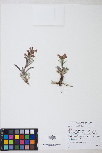 Penstemon confusus image