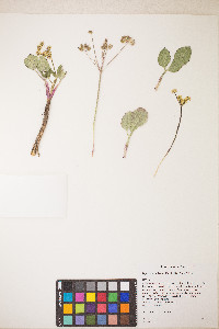 Lomatium nudicaule image
