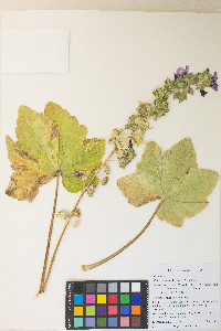 Malva arborea image