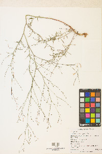 Epilobium brachycarpum image