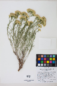 Chrysothamnus viscidiflorus var. stenophyllus image