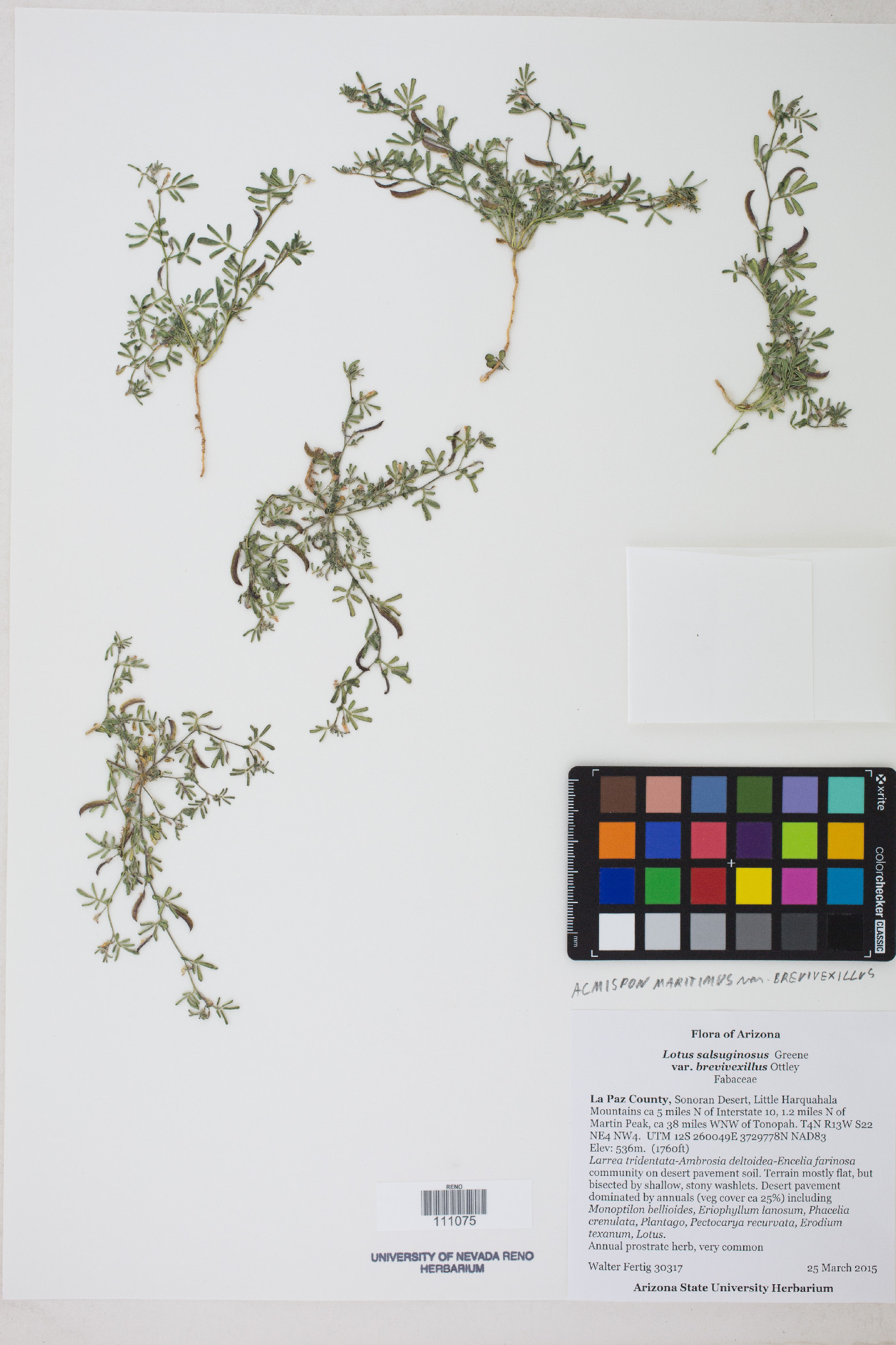 Acmispon maritimus var. brevivexillus image