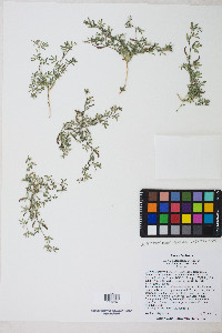 Acmispon maritimus var. brevivexillus image