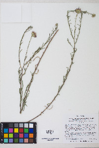 Dieteria canescens var. canescens image