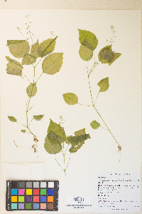 Circaea alpina image