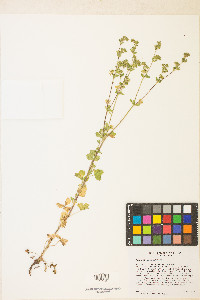 Potentilla biennis image