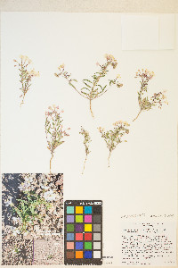 Eremothera boothii image