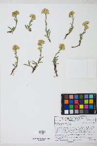 Solidago multiradiata image