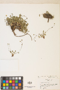 Potentilla cottamii image