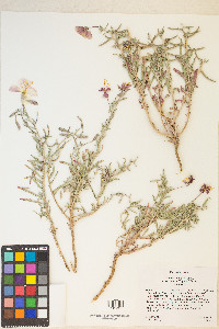 Oenothera pallida subsp. runcinata image