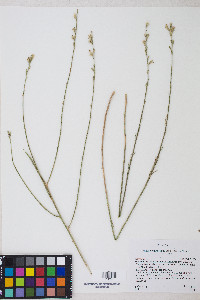 Stephanomeria pauciflora image