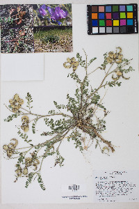 Astragalus iodanthus var. iodanthus image