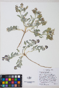 Astragalus pseudiodanthus image