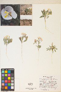 Eremothera boothii var. alyssoides image