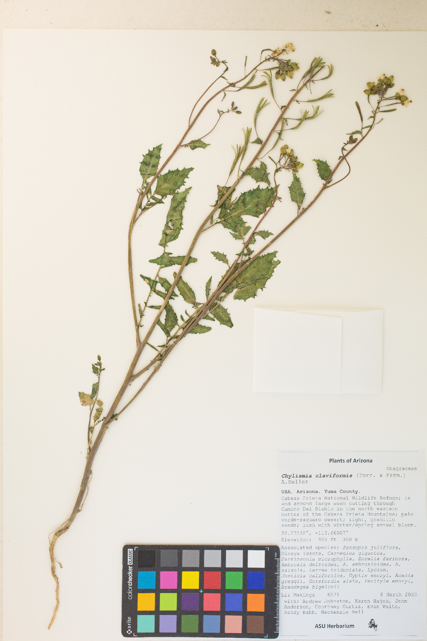 Chylismia claviformis var. peeblesii image