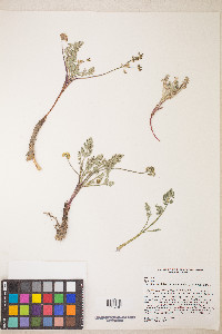 Lomatium austiniae image