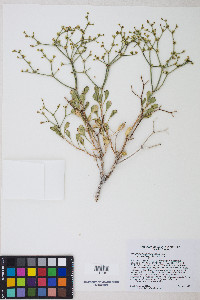 Eriogonum heermannii var. humilius image