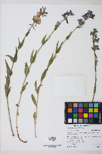 Penstemon watsonii image