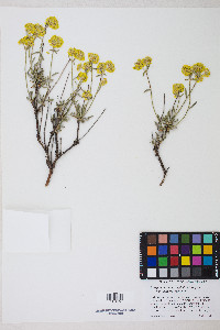 Eriogonum sphaerocephalum image