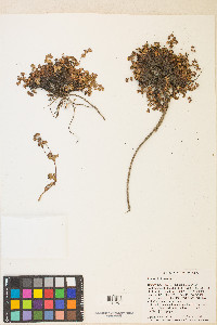 Potentilla brevifolia image