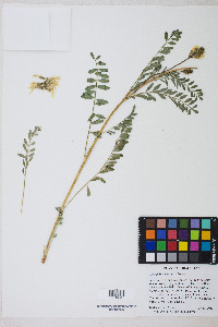 Astragalus adanus image