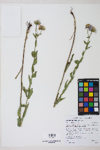 Erigeron speciosus image