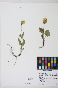 Arnica cordifolia image