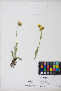 Arnica mollis image